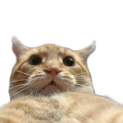 cat selfie png