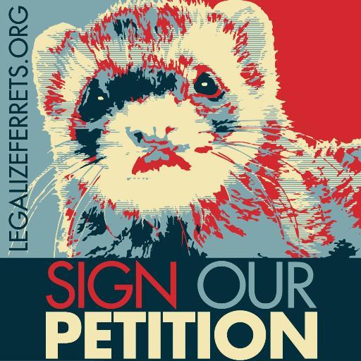 All about ferret legalization in California