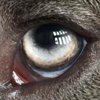 YahtoThePitBull (@yahtoblaney) 's Twitter Profile