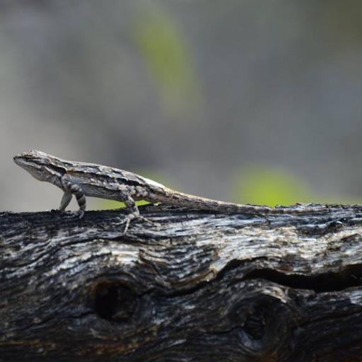 Associate Professor, Christopher Newport U. Evolutionary Ecology & Physiology. Studies herps in western US & VA, dabbles in hobby electronics and cooking.