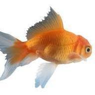 demokritis85's profile picture. 