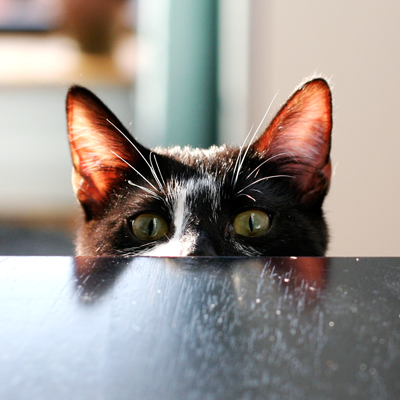 PurrDesign's profile picture. Design good enough to eat.