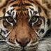 Tiger TV (@tigertv_bi) Twitter profile photo Tiger TV (@tigertv_bi) Twitter profile photo