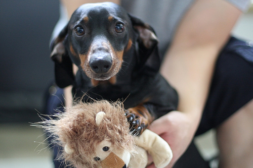 Who's Your Dachshund: Ten bloggers. Fifteen dachshunds. One blog.