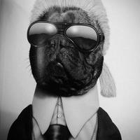 Karl Lagerpug (@capvere) 's Twitter Profile Photo Karl Lagerpug (@capvere) 's Twitter Profile Photo