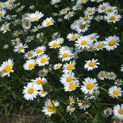 CheapsideSt's profile picture. 