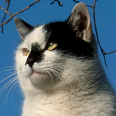 astragius's profile image