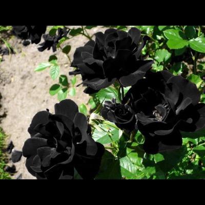 hasergemi's profile picture. 