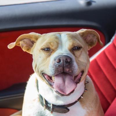 Dog's unofficial fan page; Roadkill Dog on Google gave me pictures of dead dogs, the mission statement of this page is to change it into pics of our beloved Dog
