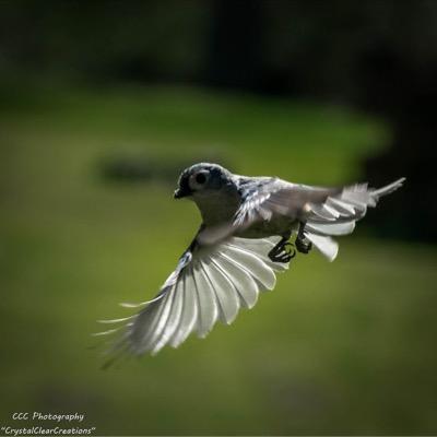 CCCphotos's profile picture. 