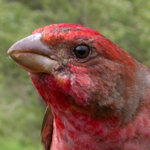 Biòleg, ornitòleg i conservacionista. Pare de dues nenes. Biologist, ornithologist and conservationist. Father of two girls.