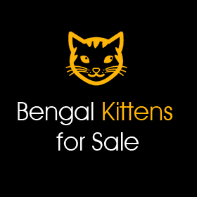Everything about Bengal Cats and Kittens .... Find a Breeder in your Area #Bengal #Kittens #Cats
This website is For Sale ... Contact daveredshaw@hotmail.co.uk