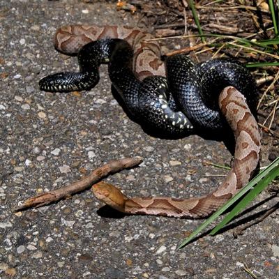 Kingsnake03's profile picture.