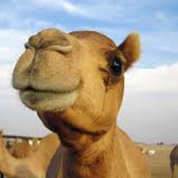 opensourceknigh's profile picture. 