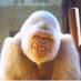 Ryan Walczak (@gorillawalczak) Twitter profile photo Ryan Walczak (@gorillawalczak) Twitter profile photo