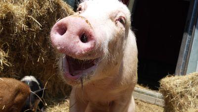 Save from Slaughter / Then attacked by Coyotes. Prissy is a survivor. She lives at Farm Pig Haven @PigSanctuary Give us a call ANY TIME (334)722-1336