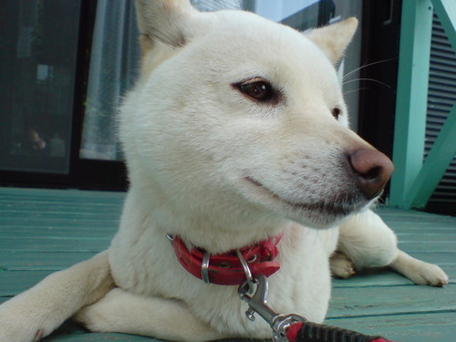 mmturibaka's profile picture. 高知の釣り好きおやじです。 愛犬はソフトバンクのおとうさんそっくり。。メスだけど。。（今年で16歳）。2020年に病気が原因で会社をリタイア後はクラウドソーシングで仕事して細々と暮らしながら、日々の日常をつぶやいてます。