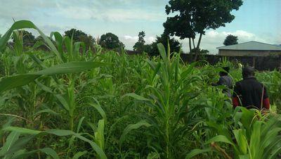 ikeconrad's profile picture. 