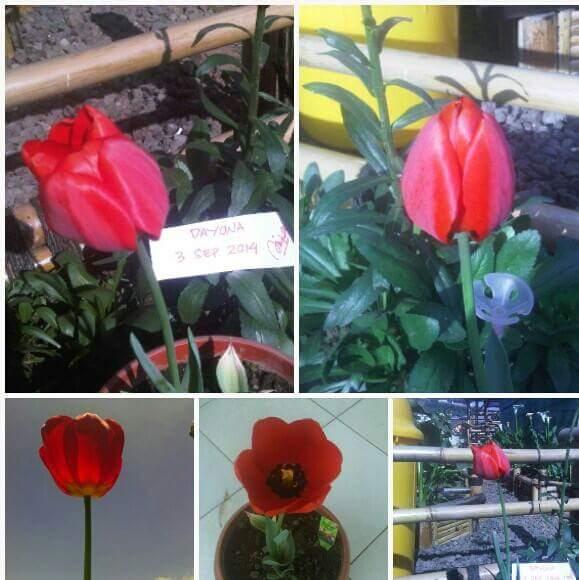 Jual aneka bibit&umbi bunga2 cantik spt tulip,begonia,peony,dahlia,ranun,calla lily,gladiol,dahlia, dan bunga cantik lainnya||bbm D4D940AE WA 081392592592