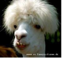 gatasa's profile picture. 