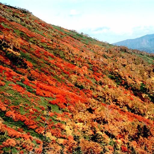 北海道、大雪や知床などの紅葉見ごろ情報をリアルタイムで発信します。