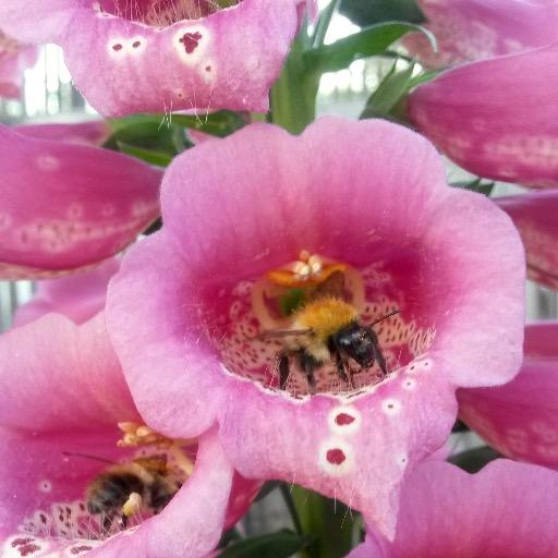 Foxgloves & Feathers