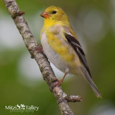 Eleanor Howard’s personal blog. Frantic Finch Searching for The Vine, reaching the branches *Inspiration * Encouragement * Real Life