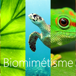 Le biomimétisme, un moyen de réconcilier économie et écologie ?