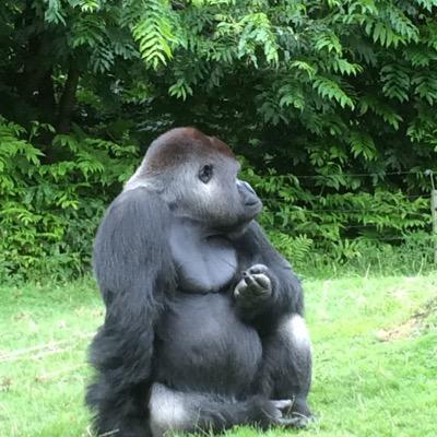 Matthieu_Slof's profile picture. Vanaf 2010 actief met elektrisch vervoer