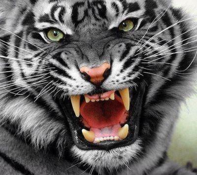 SEdDpa0OnkB9Nrn's profile picture. لا إله إلا أنت سبحانك إني كنت من الظالمين