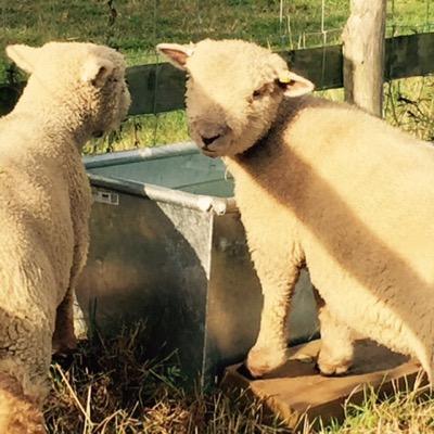 Owner of The Gate Lodge Holiday Home and FARMYARD CHIC (our furniture painting workshop), Loves breeding Southdown Ewes, growing stuff! and living the dream!