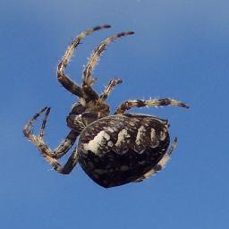 God59God's profile picture. Webmaker and messer