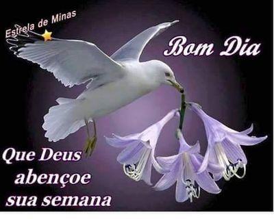 DinizZuleica's profile picture. 