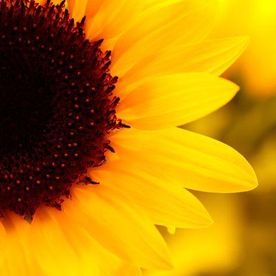 amutharama's profile picture. Nutritionist :)
Live For Yourself, Not For Others :)