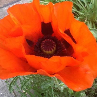 paddywoman's profile picture. A mature Mama of two beautiful boys who I love more than life its self. Nanny of two beautiful grandchildren who I would give my life for & married to Pops ❤️❤️