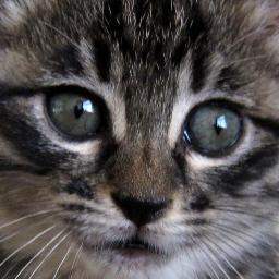 現在2歳のキジトラの女子、ナノが同居中♪ とにかく動物が好きです。動物の事、ペットの事などお役立ち情報や、うちの子ネタメインにつぶやいて参ります(^ ^) 最近多くなってきたアダルト系のアカウントからフォローされた場合は即刻ブロックします。皆様よろしくお願いします☆