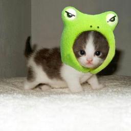 pufycipybeto's profile picture. こんにちニャ♪