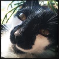 Capt. DC (@catcaptdc) 's Twitter Profile