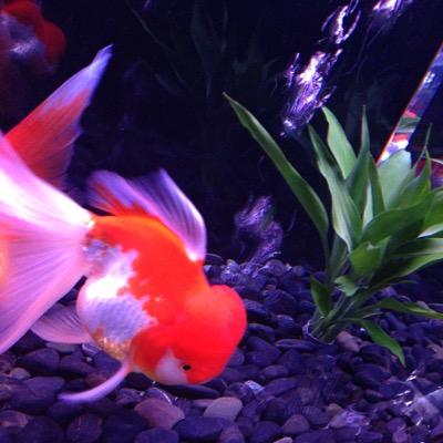 nyoyntot's profile picture. お母さん2年目