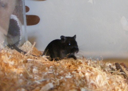 two fun loving gerbils who live for the moment. love to dig, snuggle, chew and scheme