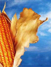 Johankaal's profile picture. Bright farming is choice, van grupstal naar ligboxenstal met melkput en sinds 2021 melkrobots A5/Discovery/Juno, PV 36k wp.