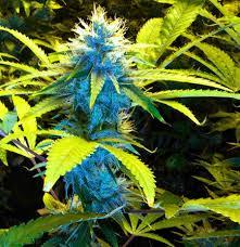 Cannabis quotes and more. 18+ (I do not own the rights to pictures posted)
~happy smøking