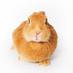 Rabbit (@wearingrabbit) Twitter profile photo Rabbit (@wearingrabbit) Twitter profile photo
