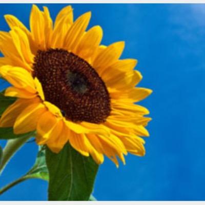 Au736's profile picture. 