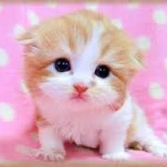 可愛い子猫画像広場 Kawanekohiroko Twitter