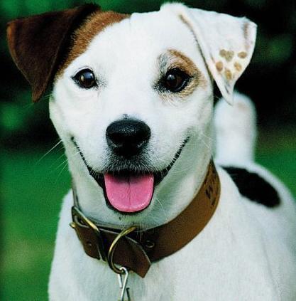 People often say to me: What's the story, Wishbone?   Well, this Jack Russell Terrier is here to tell you ALL about it... From my comfy red chair of course!