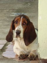 Venda de filhotes de Basset hound, Lhasa Apso eYorkshire.
parcelamos em até 12x nos cartoes de credito! aceitamos reservas e frete para todo brasil ...