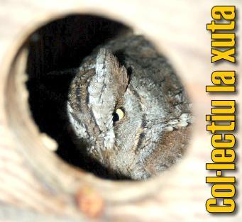 Nest-Boxes, Owling, Monitoring, Research & Owl Conservation.