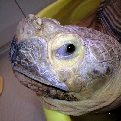 Ecdamari 3 A على تويتر セリアで見つけた鳥かごふせん コガネメキシコカメラ目線ww Conure Http T Co 14ddghqnvr
