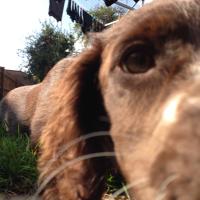 The Gundog Forum (@thegundogforum) 's Twitter Profile